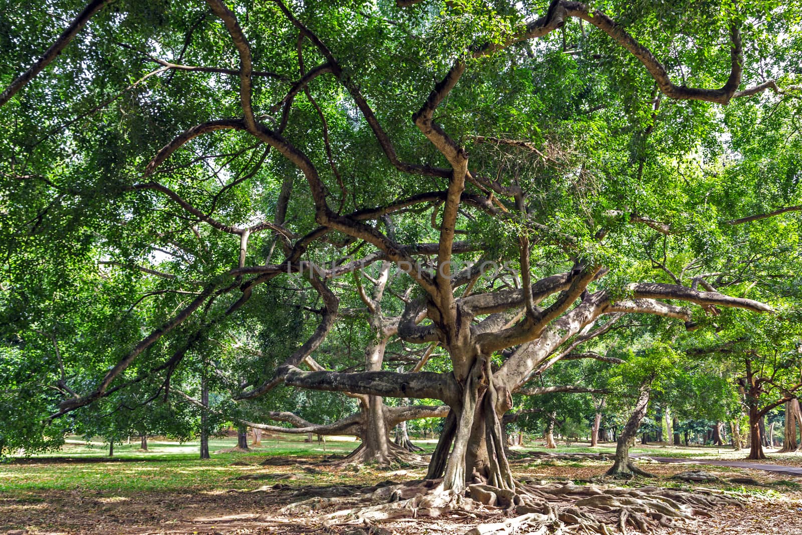 Big green tree with root in the rainforest summer sunlight park