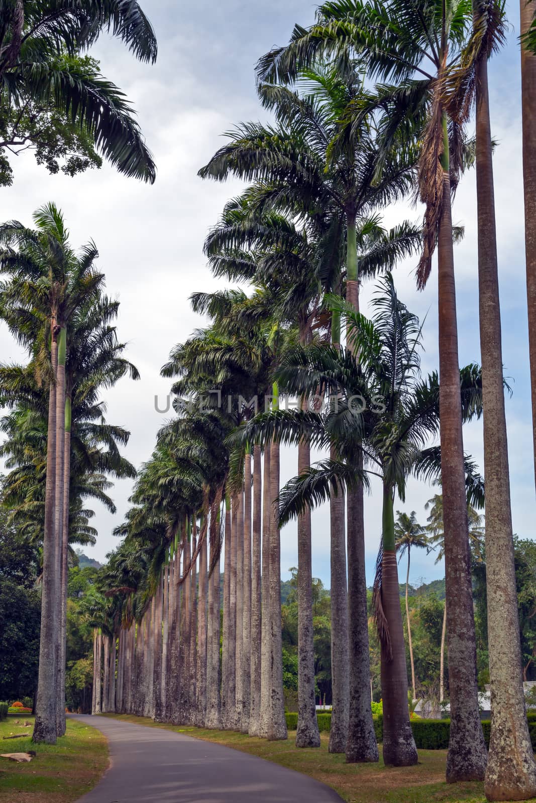 street with big palm trees eco tourism in nature - natural paradise