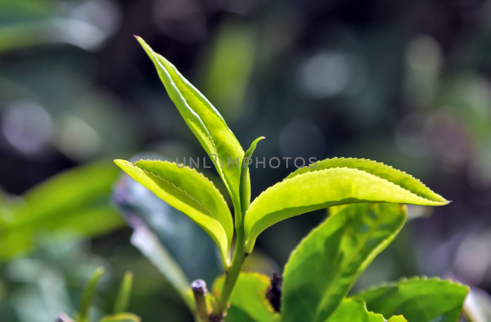 Ceylon Green tea leaves background, mountain tea bushes plantation in Sri Lanka
