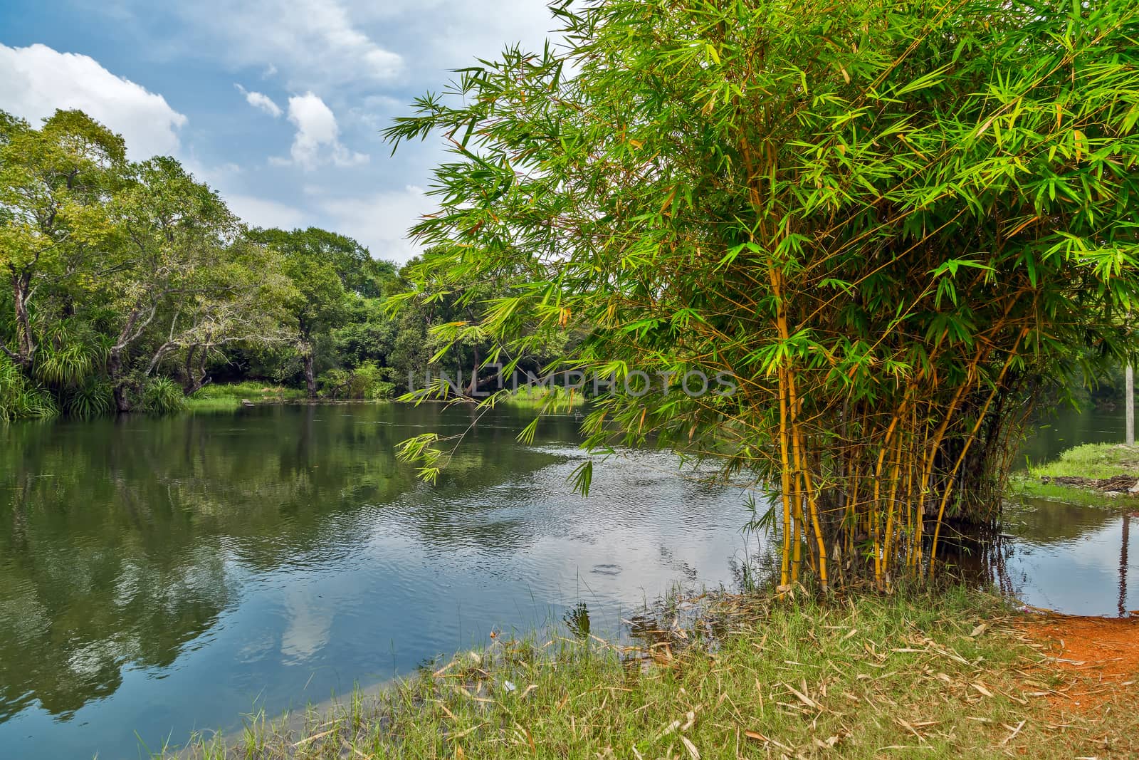 bamboo field flowing into lake background