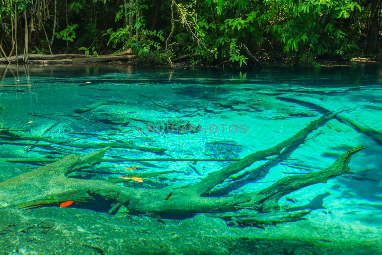 sunny day Emerald blue Pool. Blue Lake Krabi province Thailand