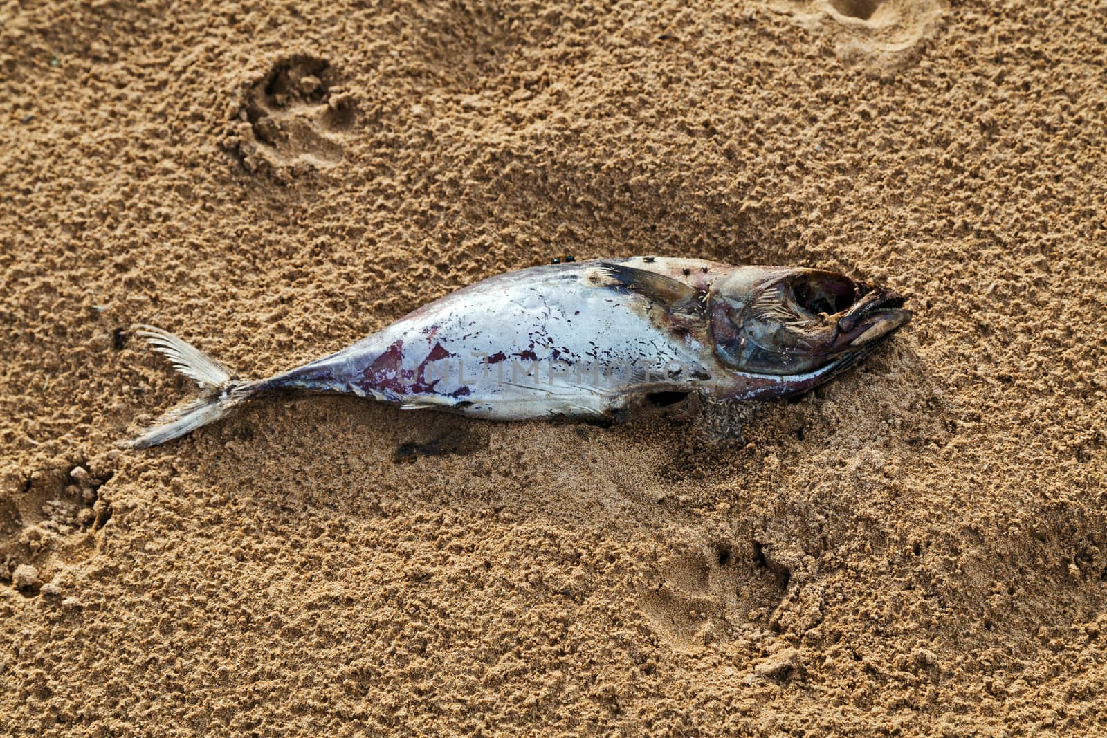 Dead fish on sand beach catastrophe ecological