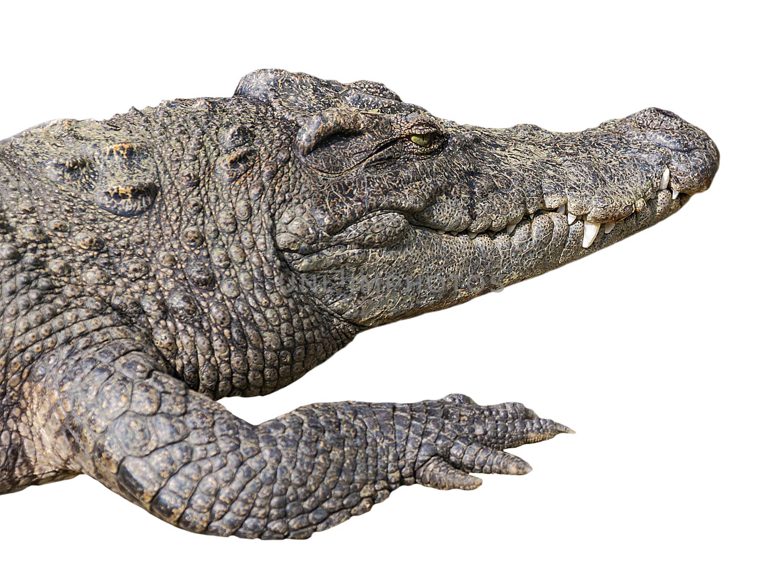 crocodile open eye dangerous predator, isolated white background, Crocodylus Niloticus