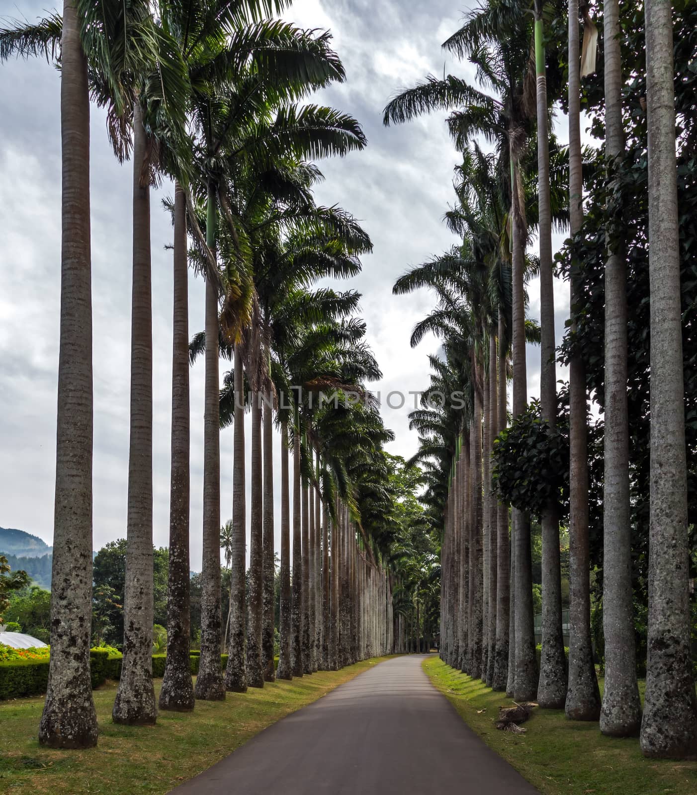 big palm trees eco tourism in nature - natural paradise