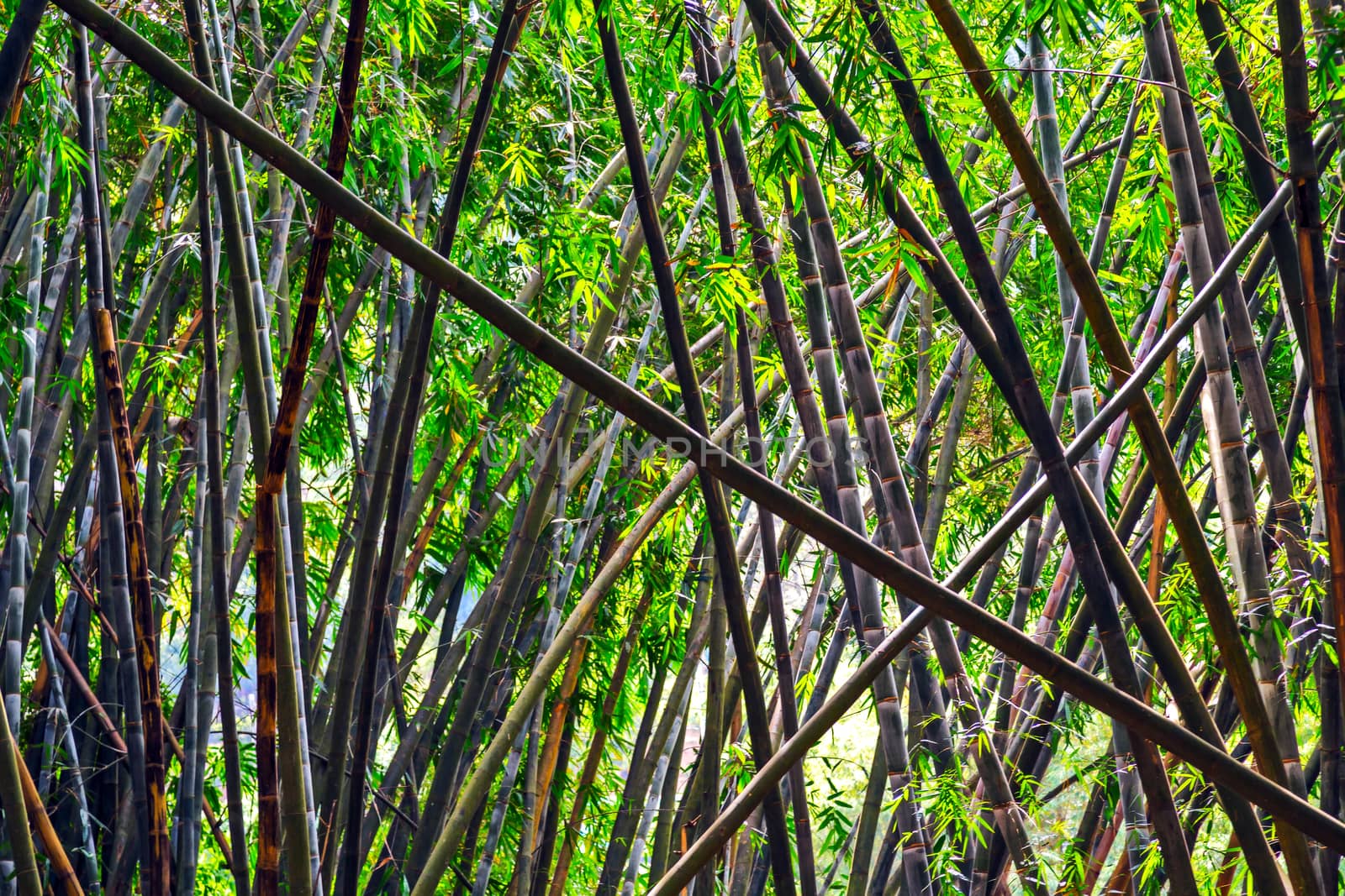 Growing Green bamboo forest background. Bamboos Forest.