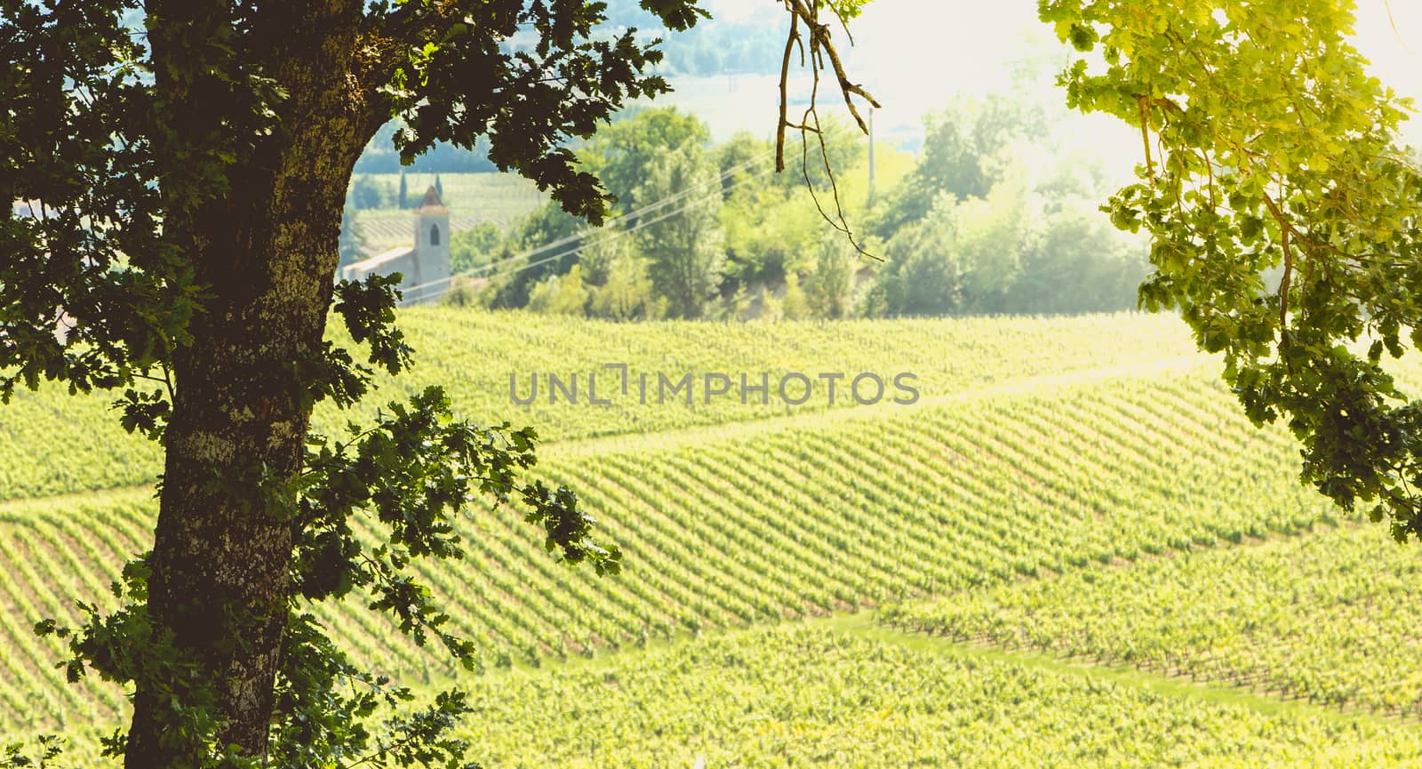 vineyard of Saint-Emilion, France, near Bordeaux at the end of s by AtlanticEUROSTOXX