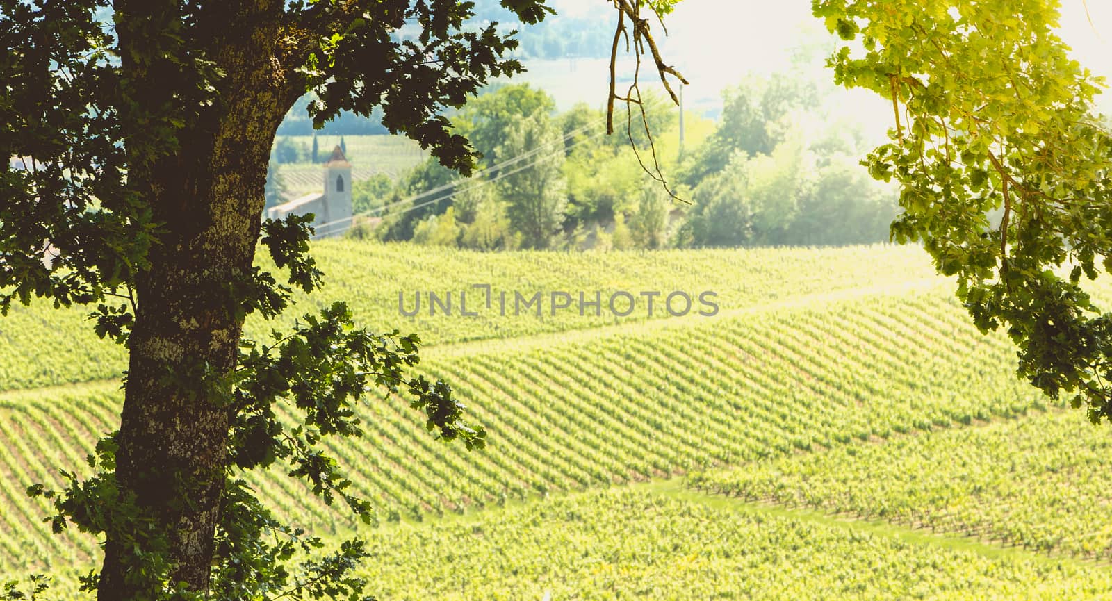 vineyard of Saint-Emilion, in France, near Bordeaux at the end of spring 2017