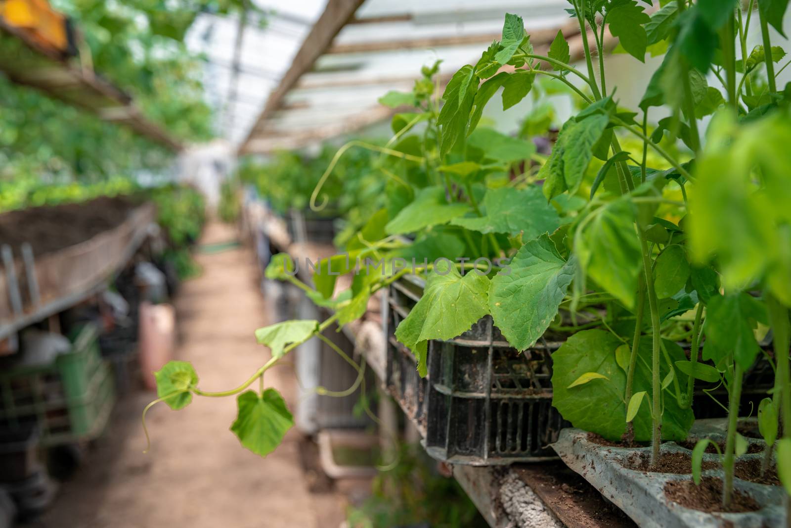 seedlings of cucumbers and tomatoes in a greenhouse on an organic farm.