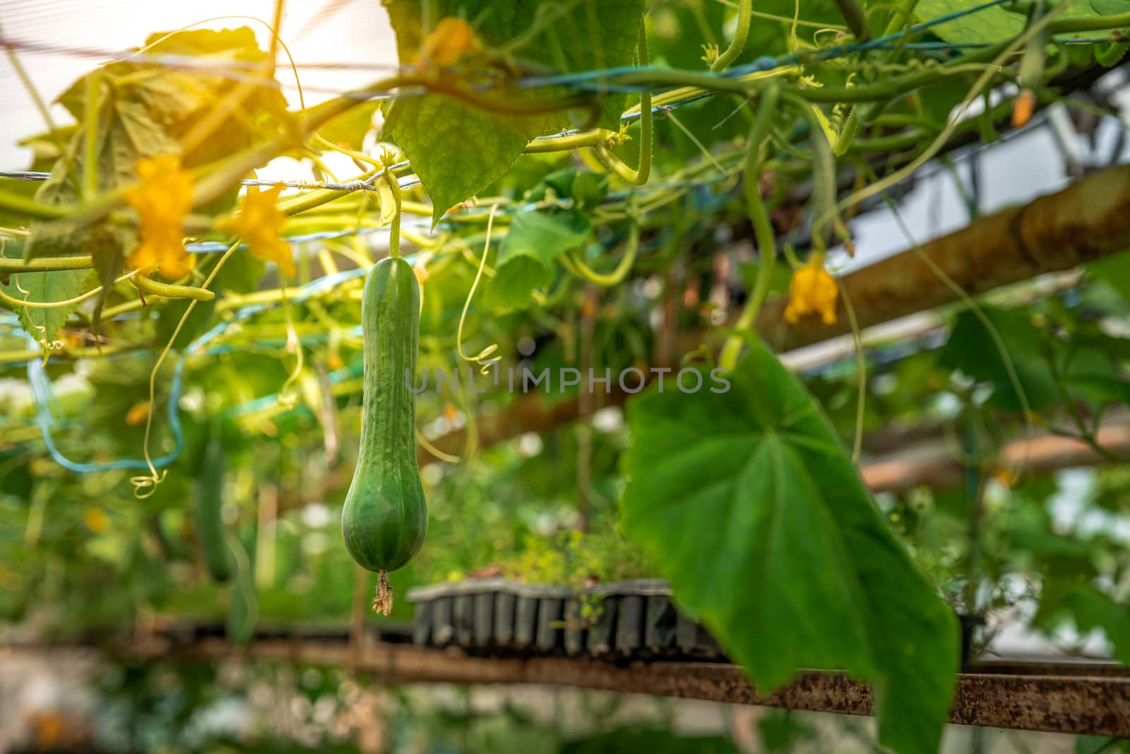 cucumbers growing in a greenhouse, healthy vegetables without pesticide, organic product. copy space by Edophoto
