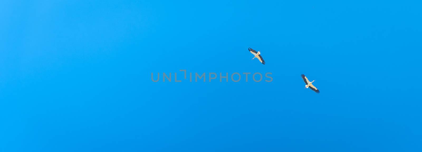 couple of stork in the blue sky. banner with copy space.