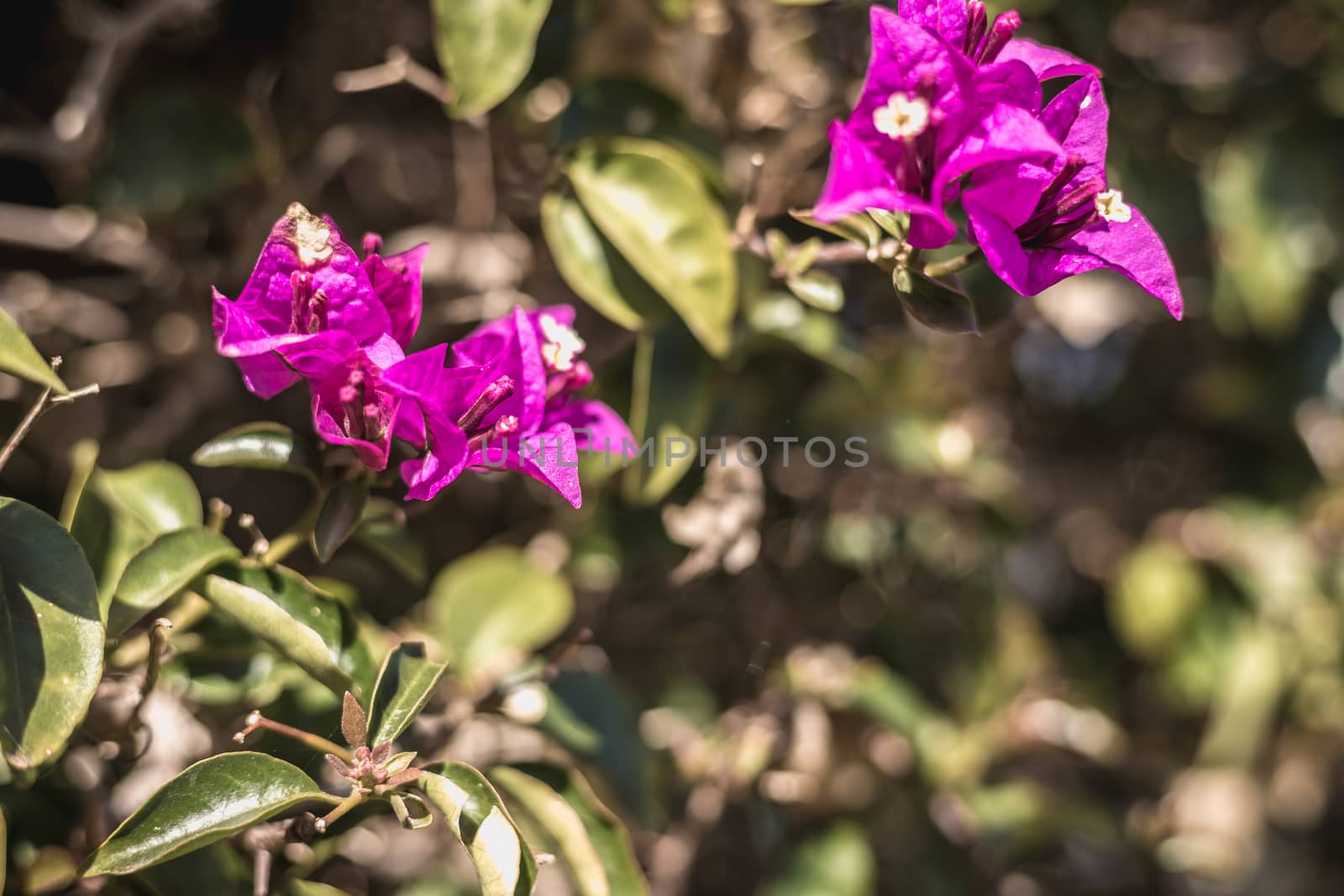 bougainvillea flower on a sunny winter day in Portugal