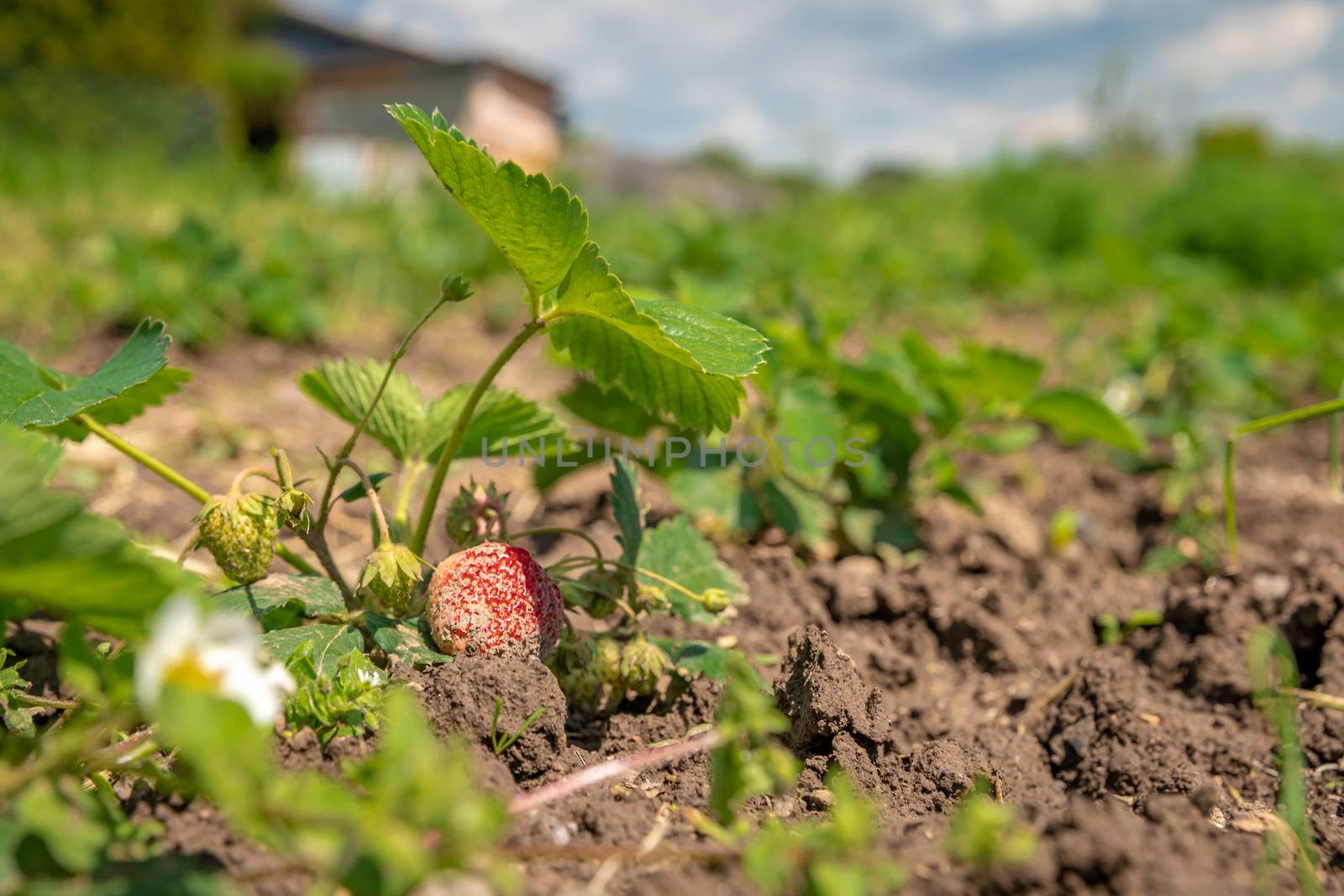 growing strawberries without chemistry on an organic farm.