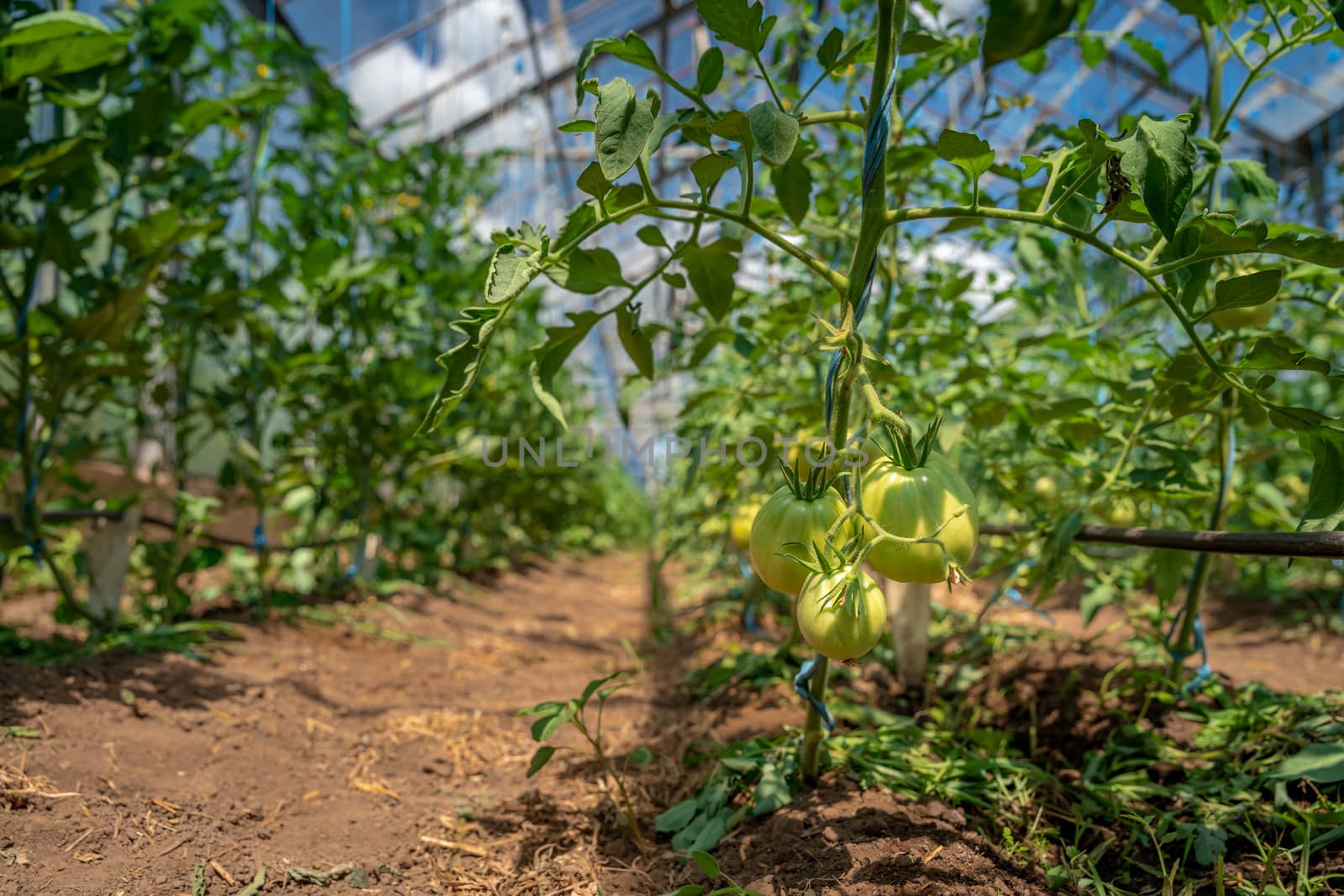 Organic green tomatoes ripen in a greenhouse. growing vegetables without chemicals, healthy food by Edophoto