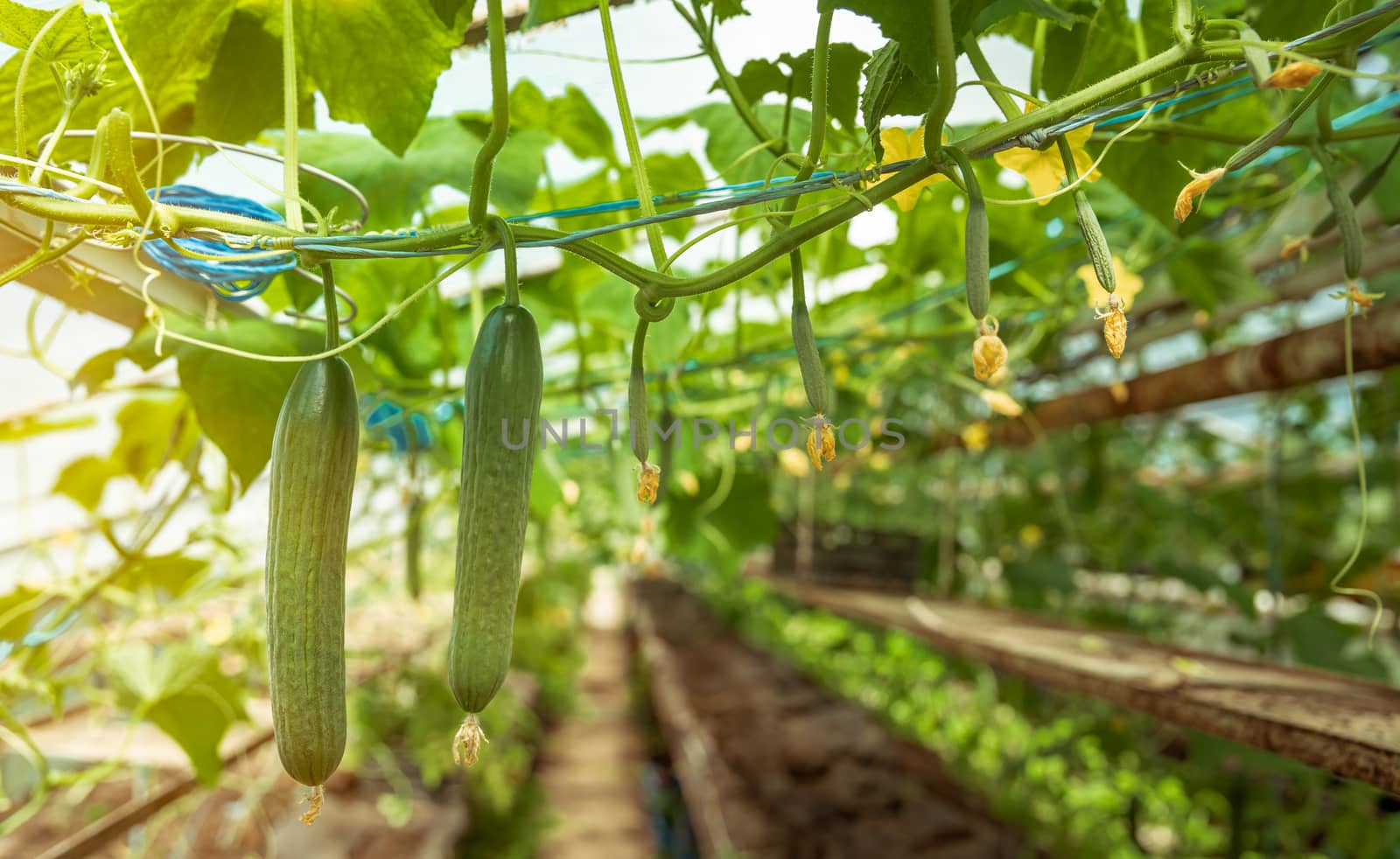 cucumbers growing in a greenhouse, healthy vegetables without pesticide, organic product. copy space by Edophoto
