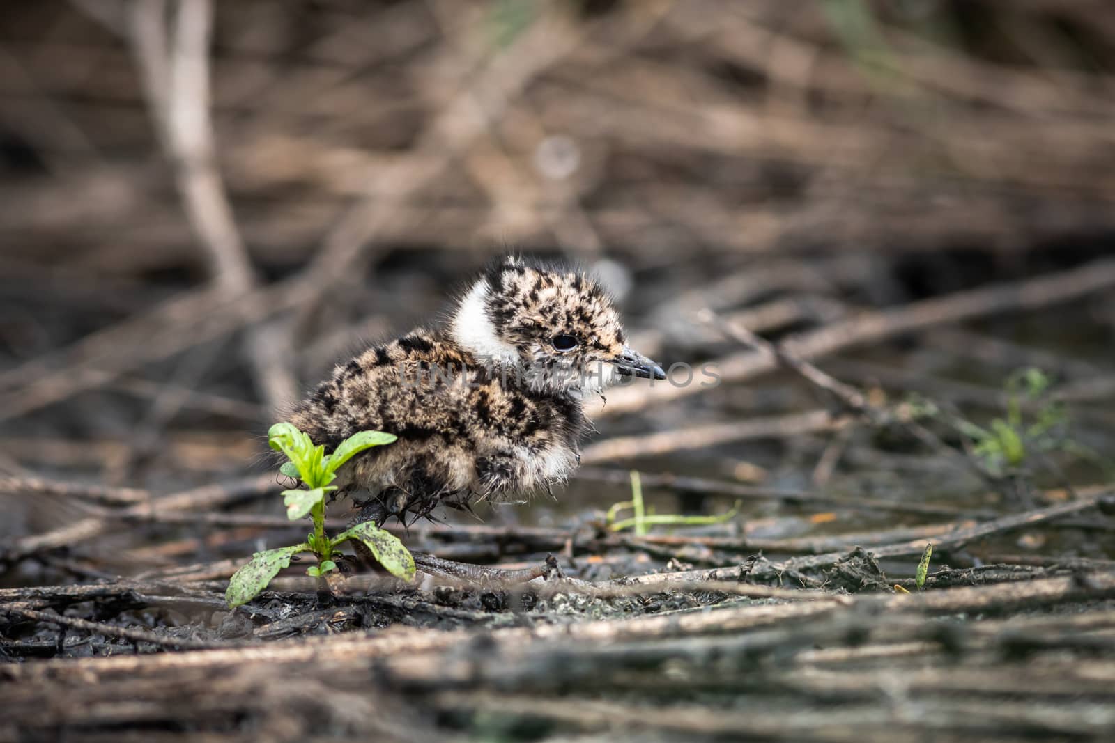 lapwing chick hiding in the grass by sveter