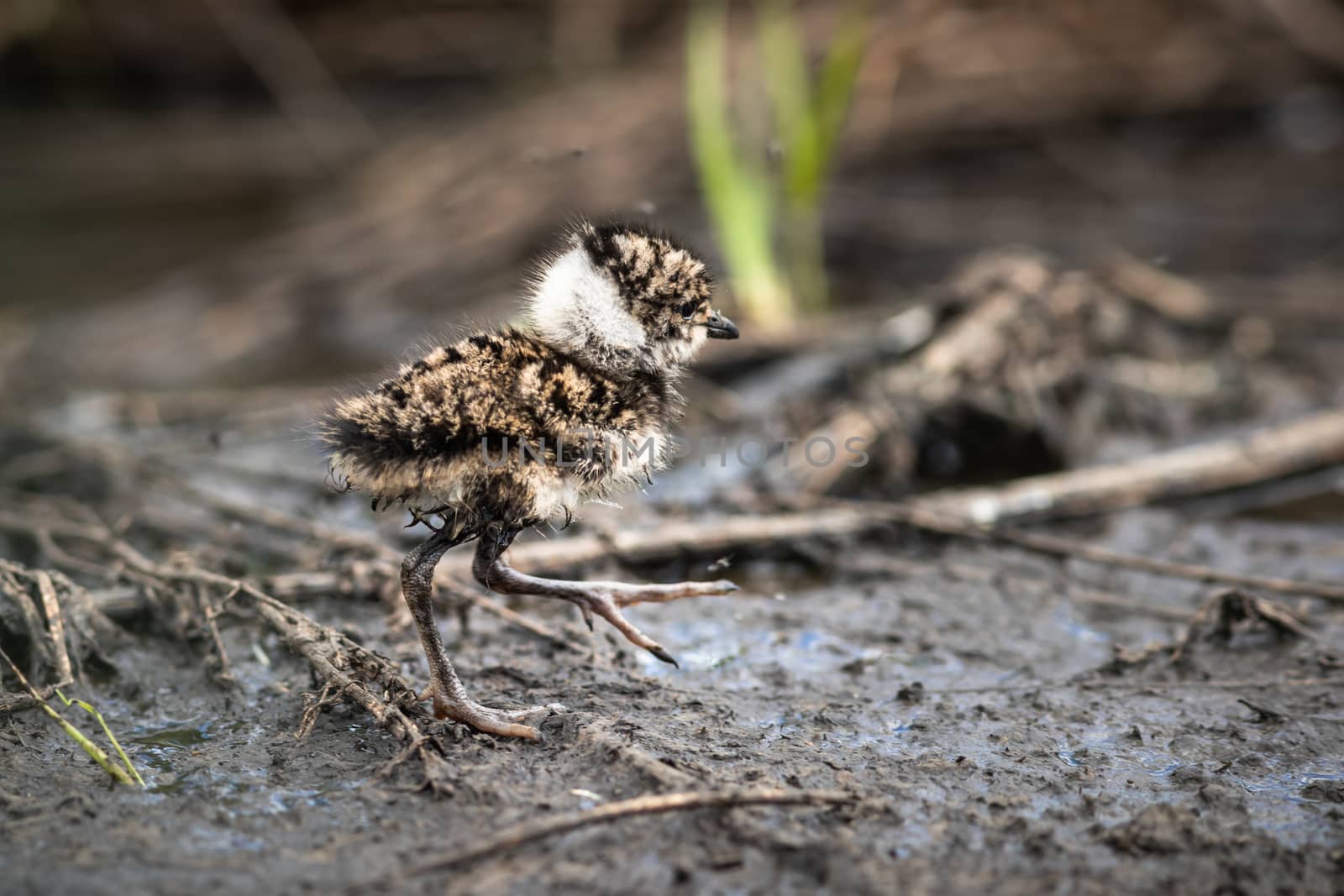 lapwing chick hiding in the grass by sveter