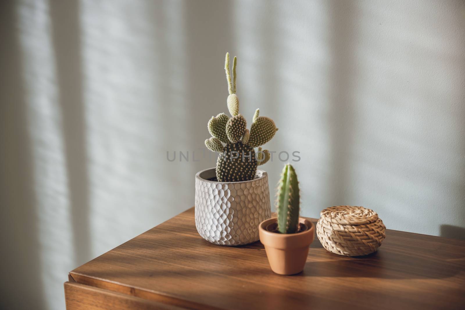 Cactus Plants decoration by Iko