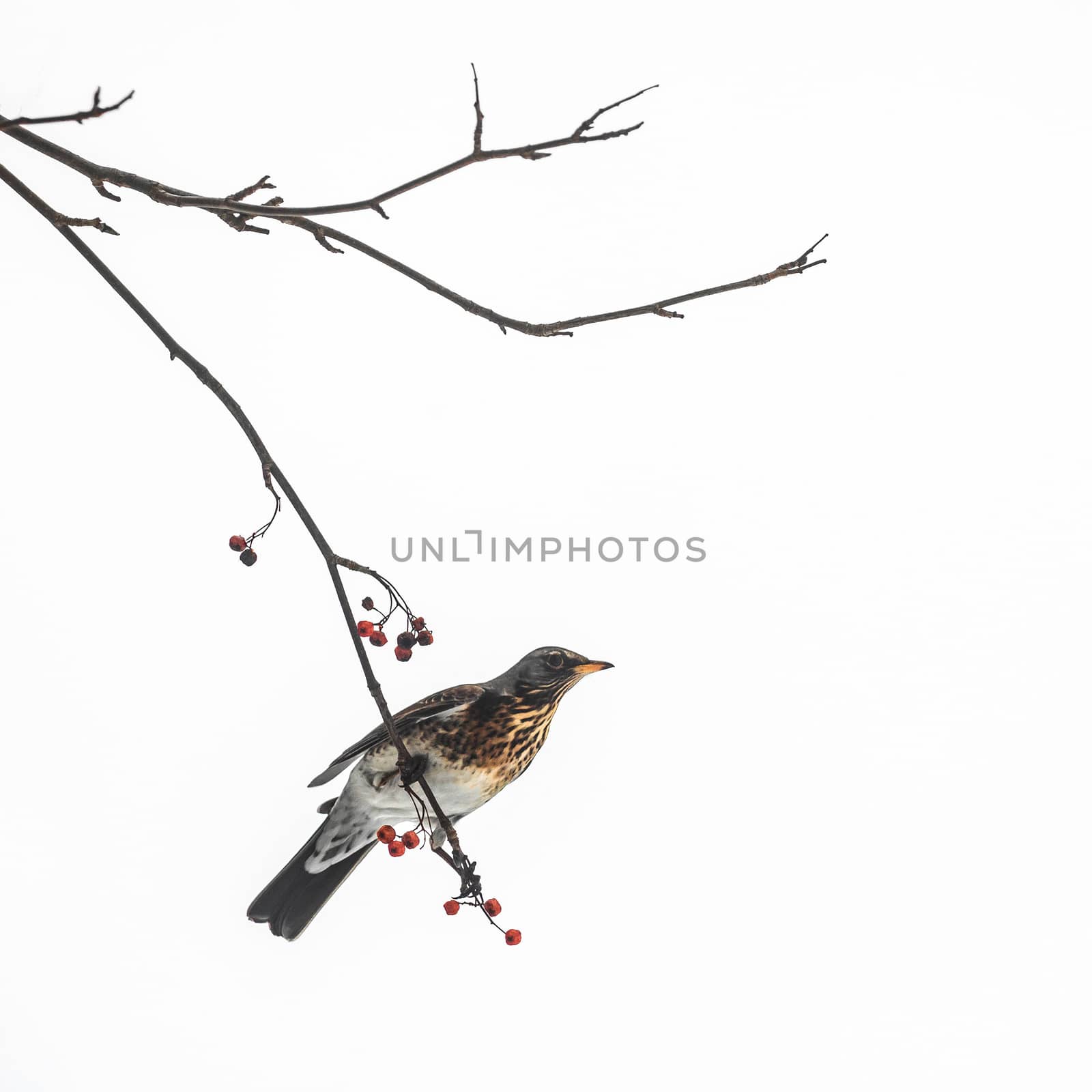 Thrush bird sits on a rowan branch against the sky