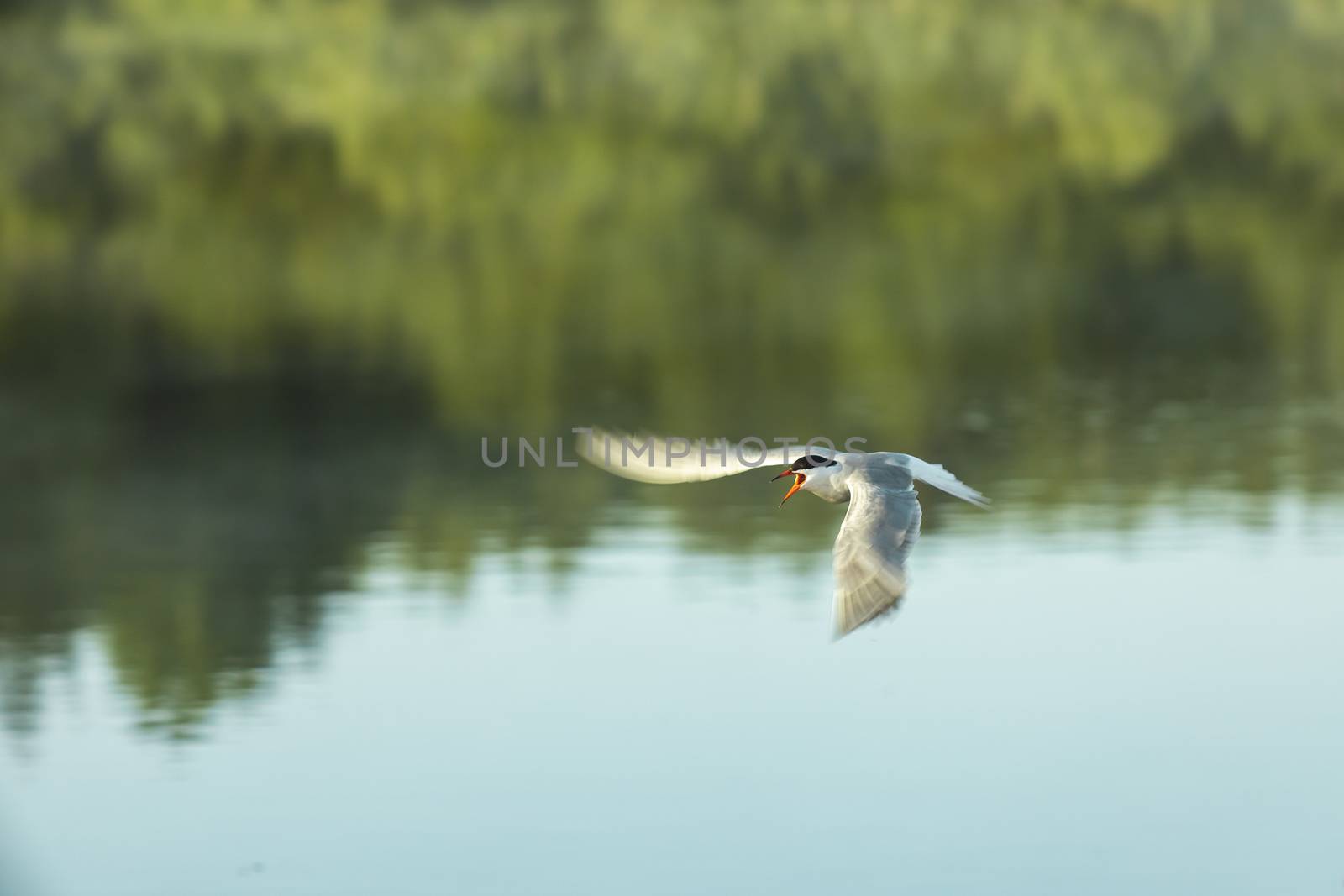 A beautiful tern bird flies over a pond