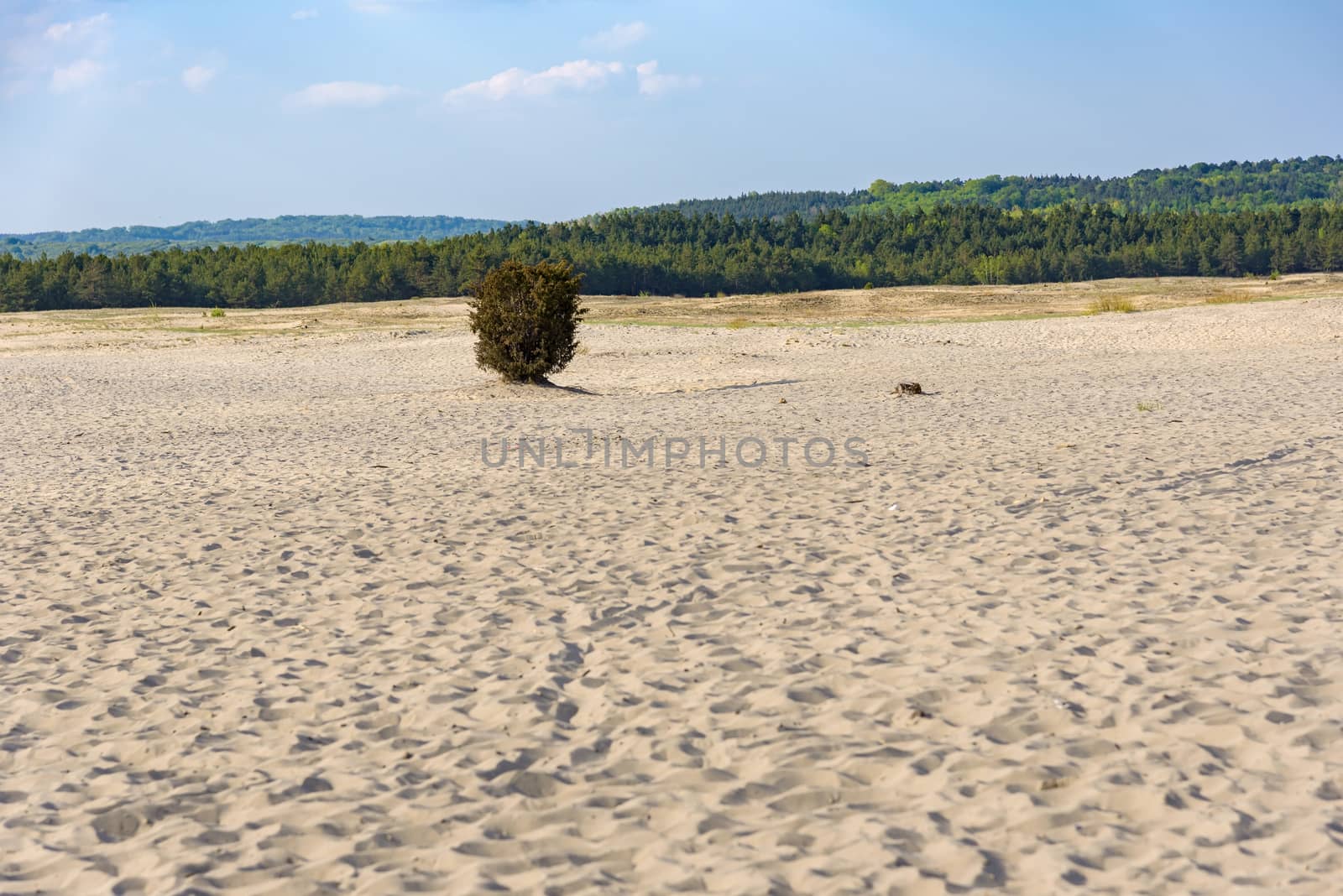 View of Bledow Desert, the biggest sand accumulation away from any sea, located in southern Poland