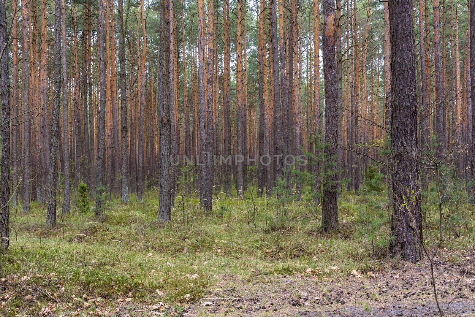 Spring view of pine forest in Poland as natural background