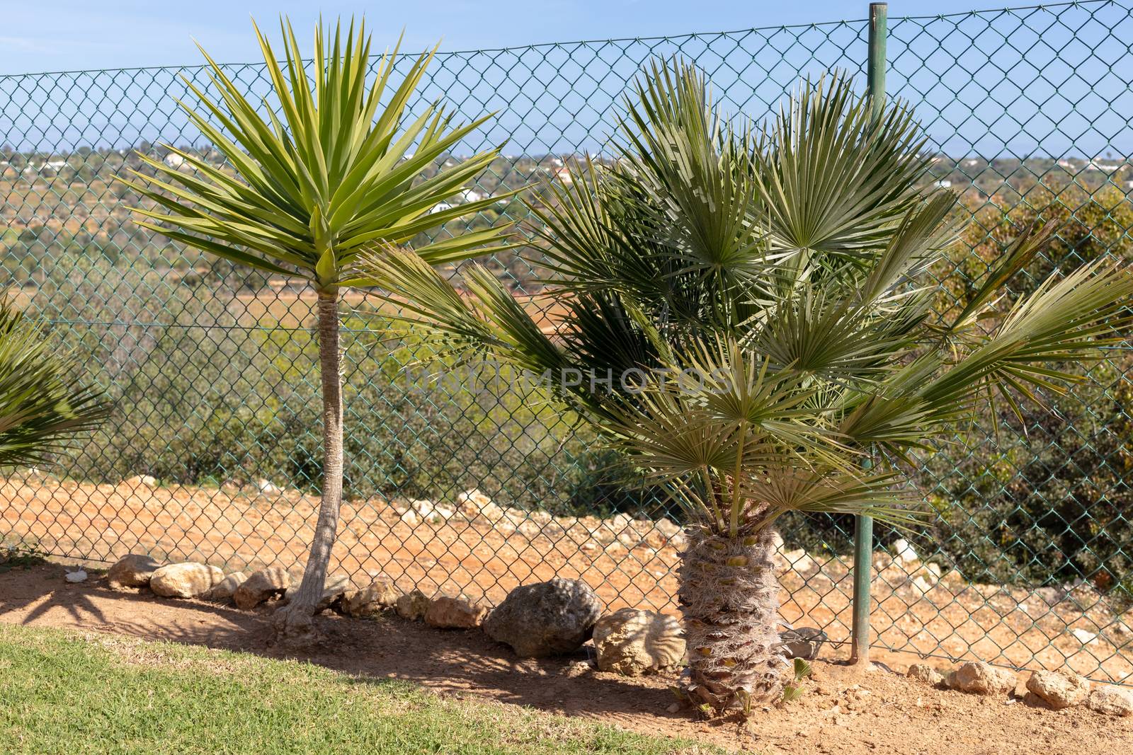 palm tree in a garden in portugal by AtlanticEUROSTOXX