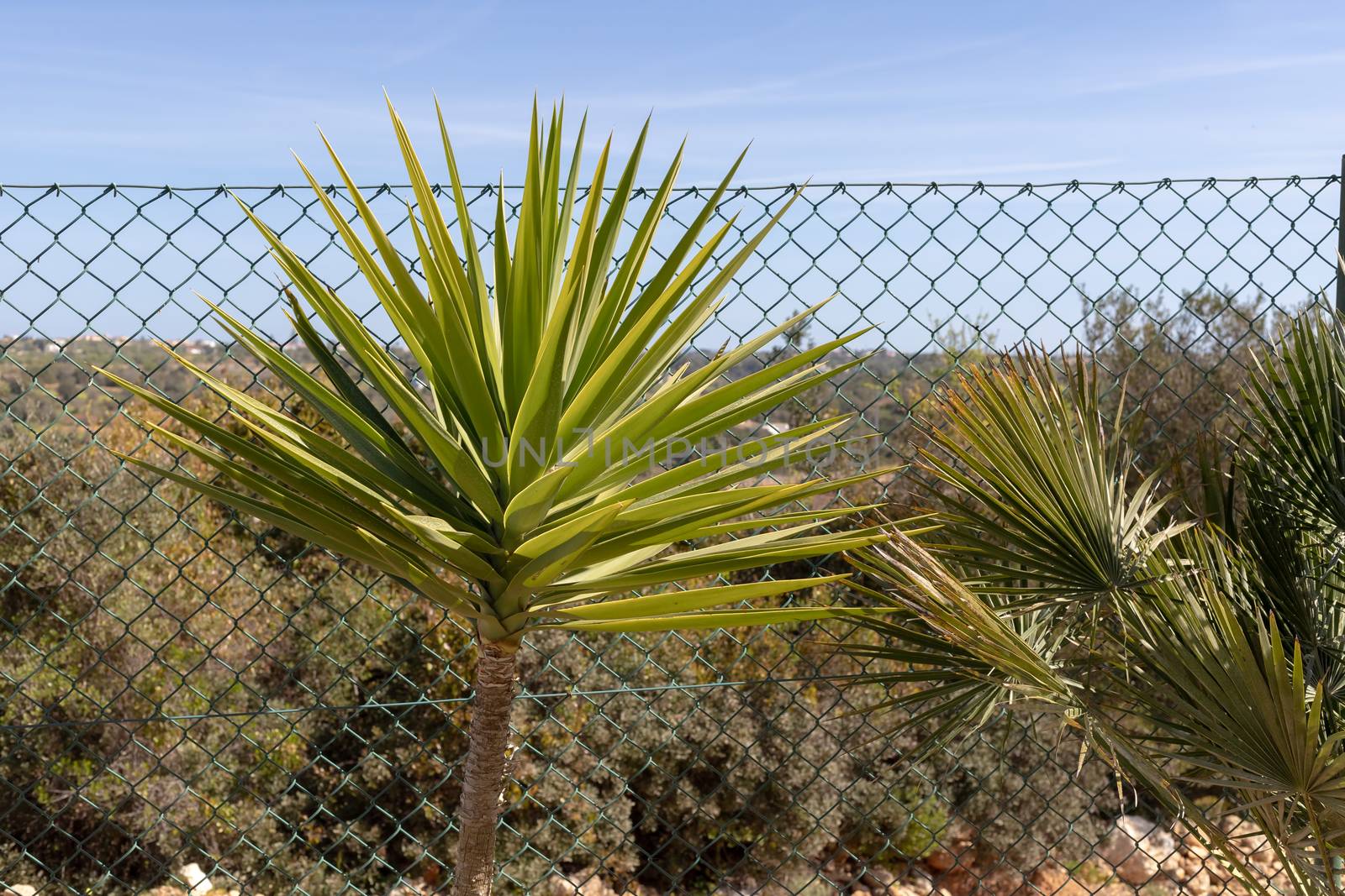 palm tree in front of a fence in a garden in portugal