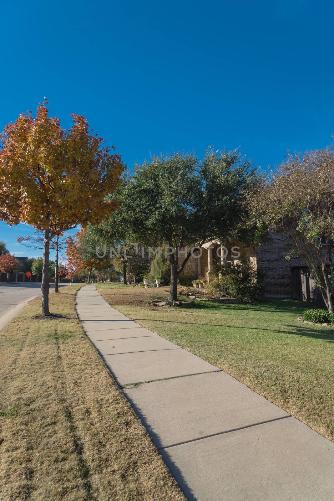 Typical sidewalk pathway in residential neighborhood suburban Dallas, Texas, America in autumn with colorful fall foliage. Quiet street in new development subdivision.