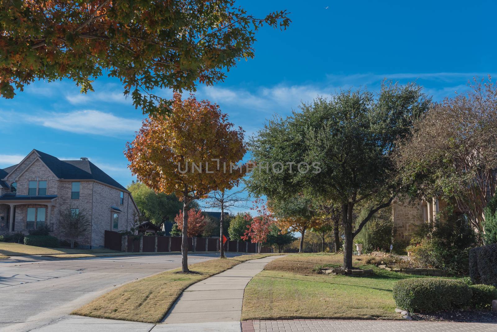 Quite new development subdivision with row of suburban houses and colorful fall foliage along sidewalk near Dallas, Texas, USA by trongnguyen