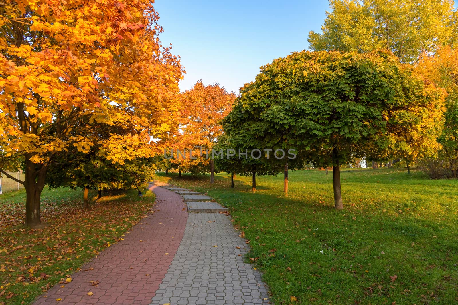 Beautiful colors of autumn in the park at sunset