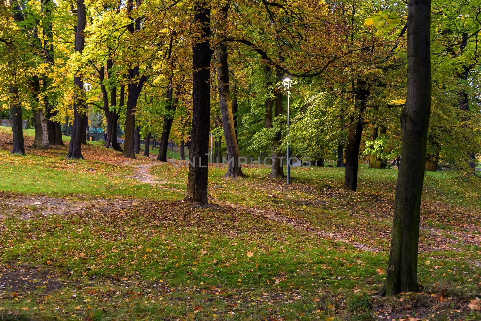 Evening view of the colorful park in autumn