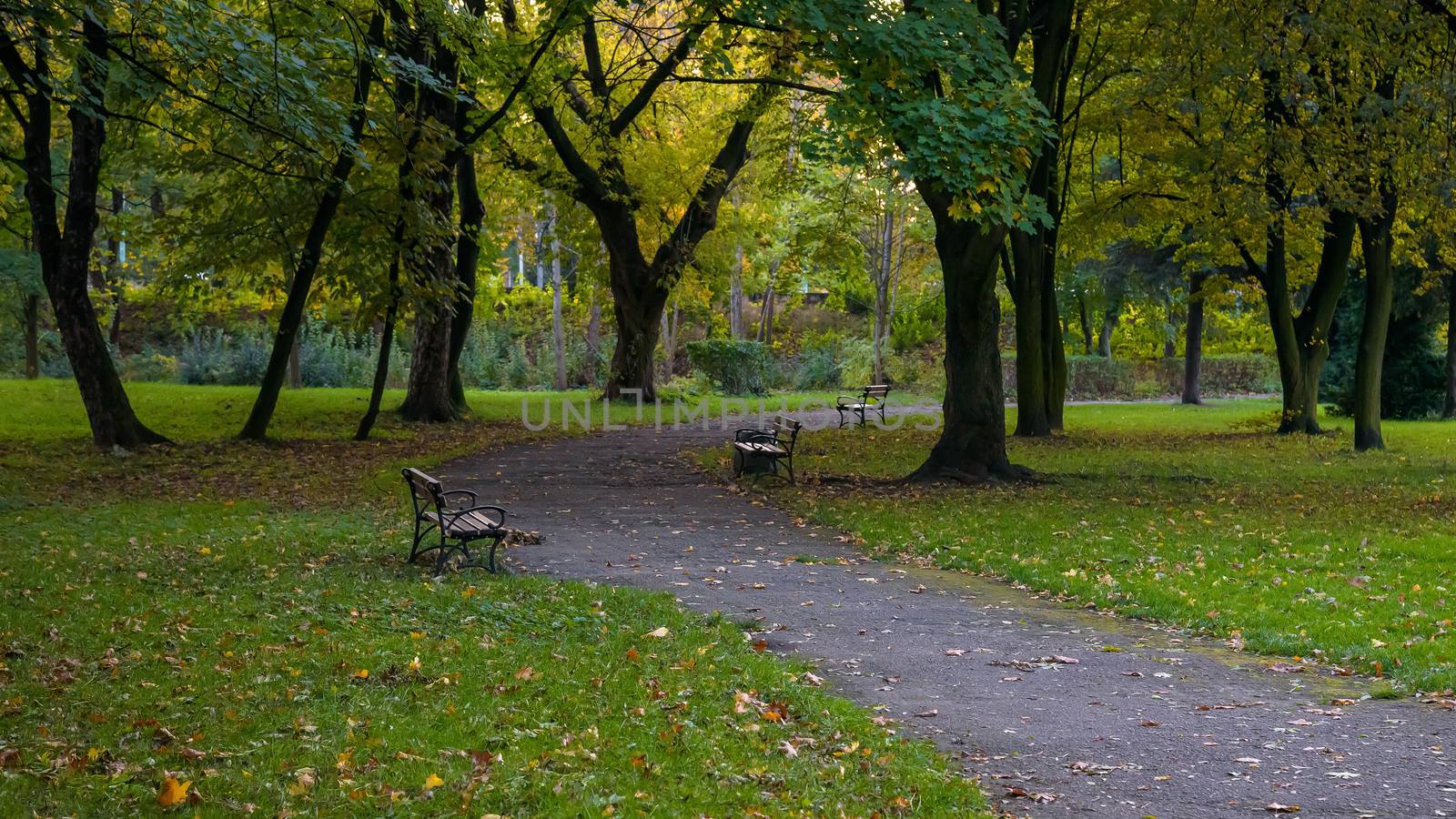 Benches at the alley in the park at autumn evening