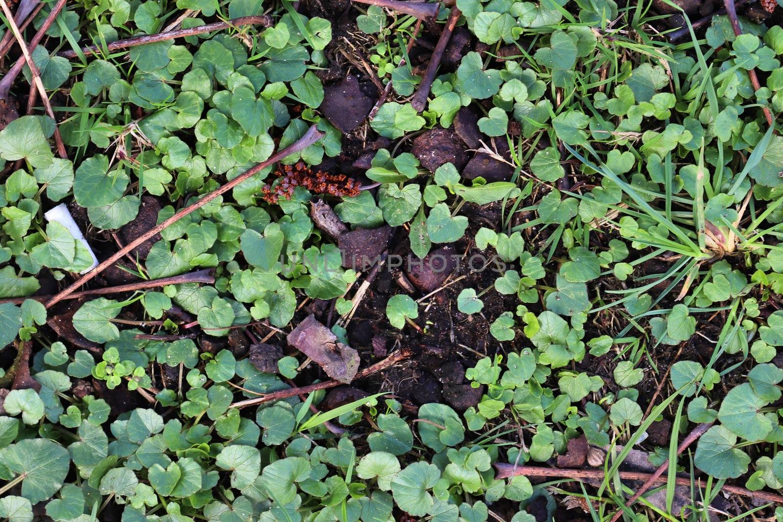 Detailed close up view on a forest ground texture with moss and branches found in a european forest