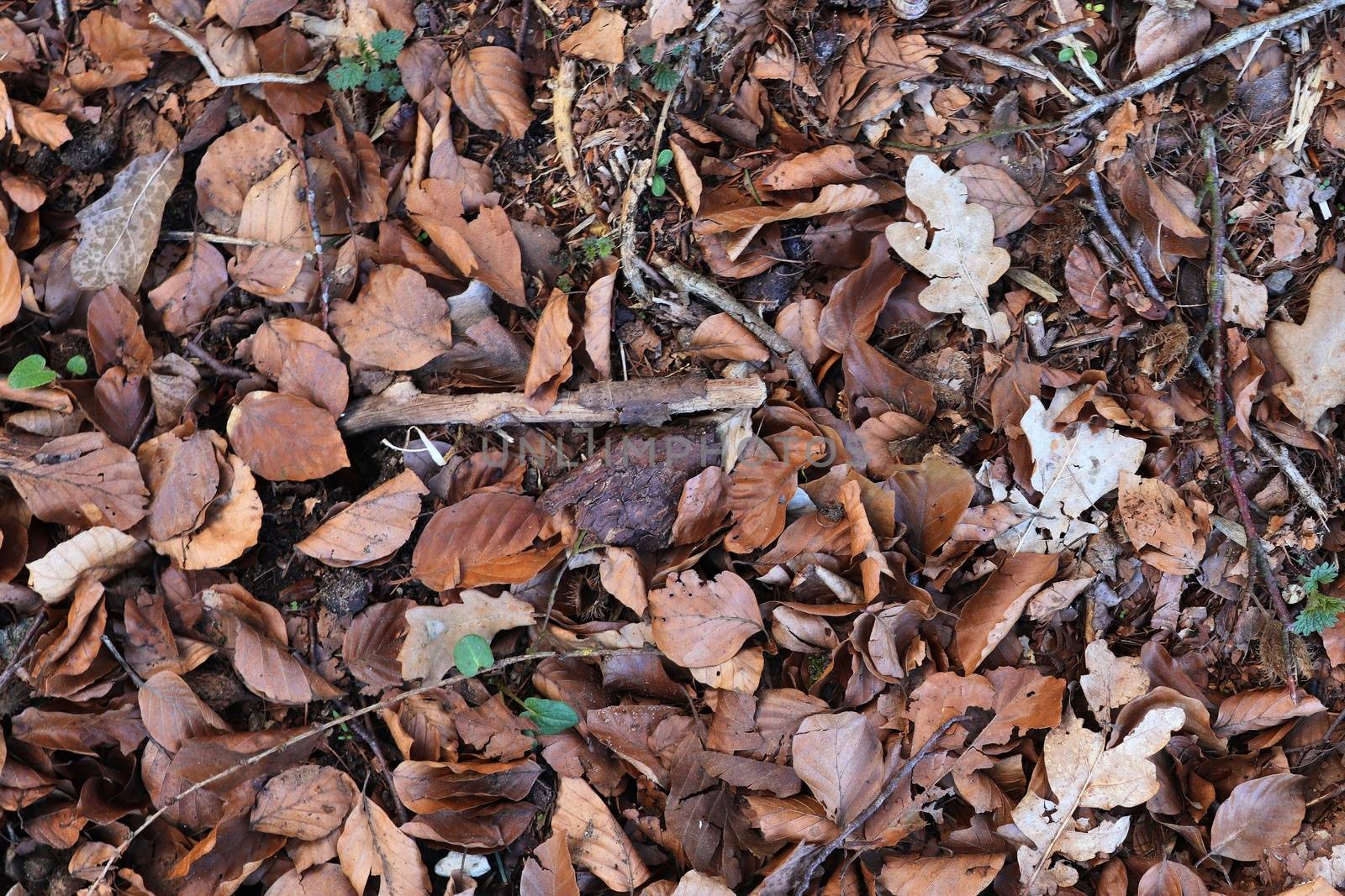 Detailed close up view on a forest ground texture with moss and branches found in a european forest