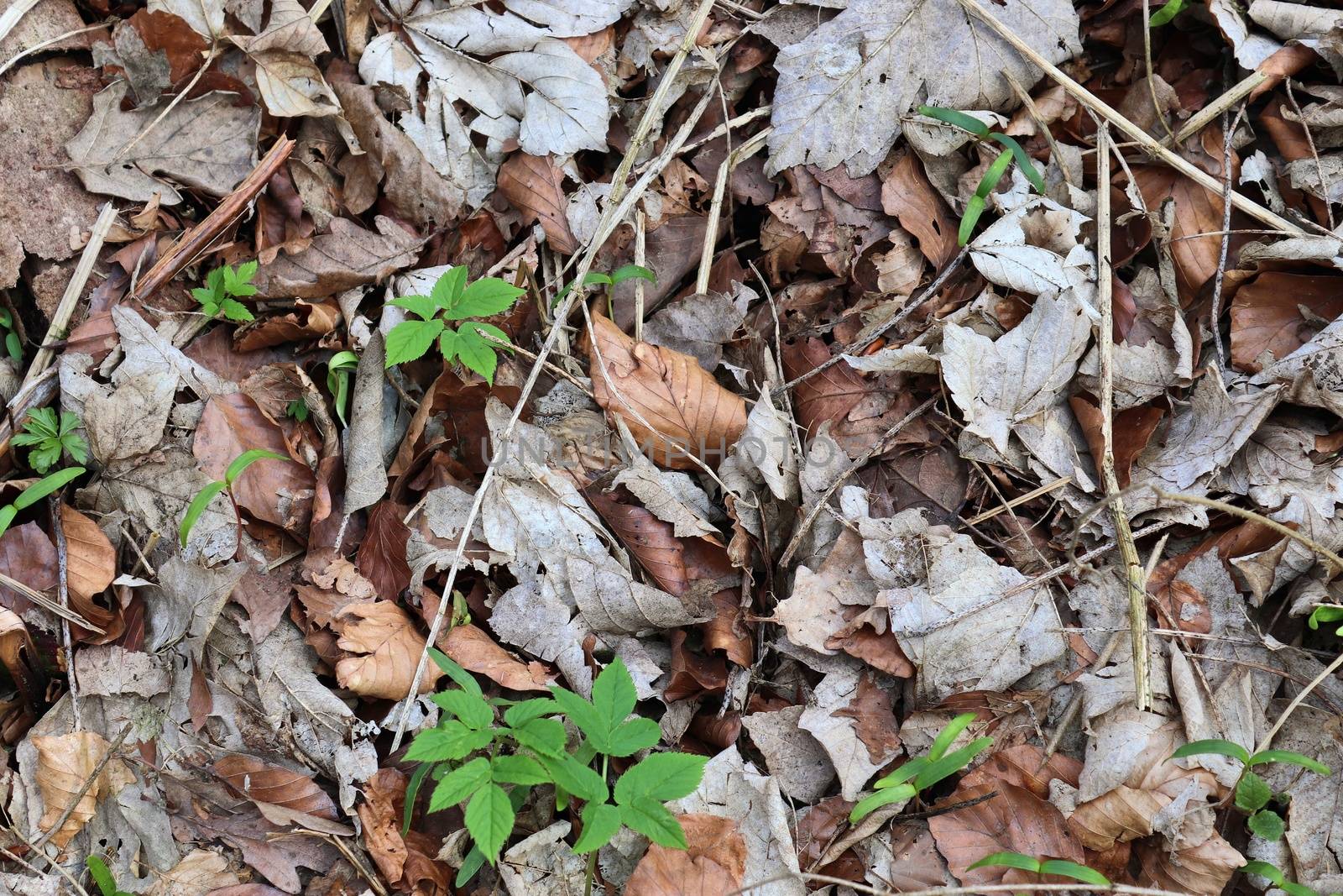 Detailed close up view on a forest ground texture with moss and branches found in a european forest