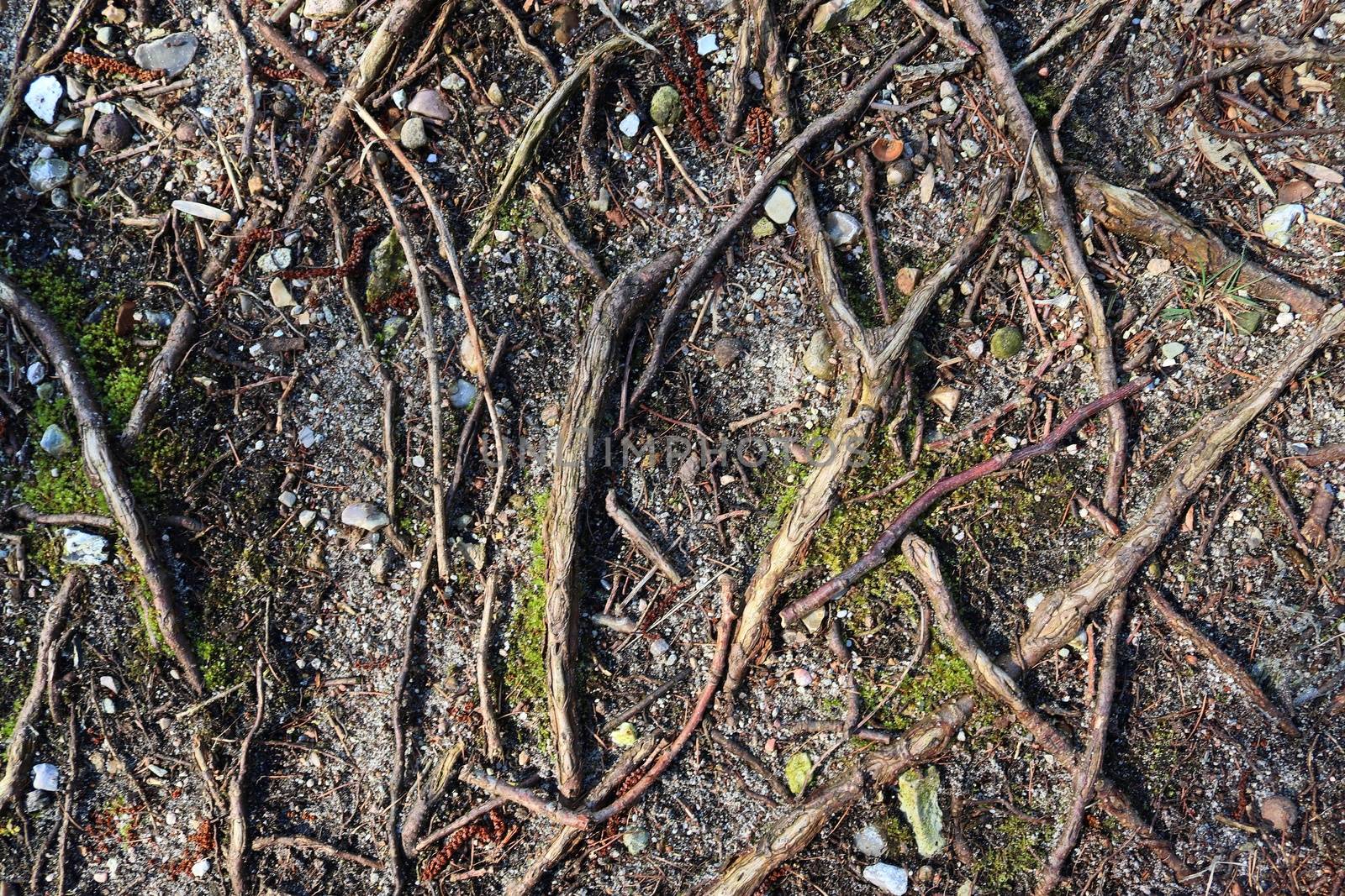 Detailed close up view on a forest ground texture with moss and branches found in a european forest