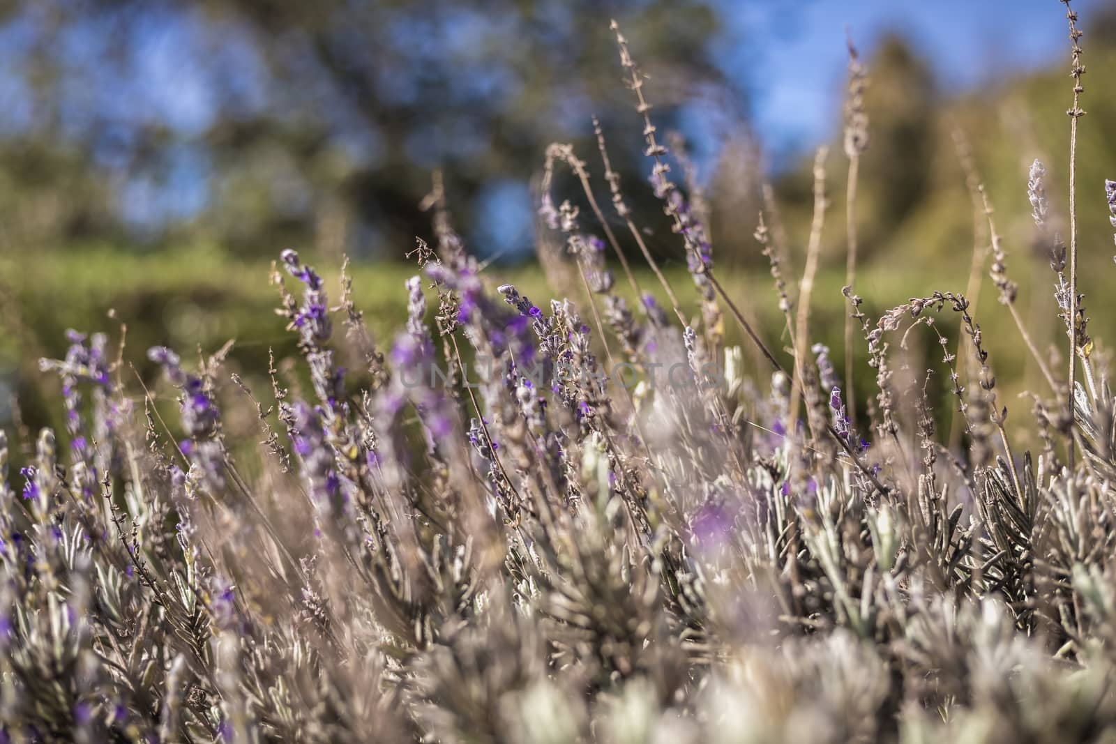 Old lavender in bloom in a garden  by AtlanticEUROSTOXX