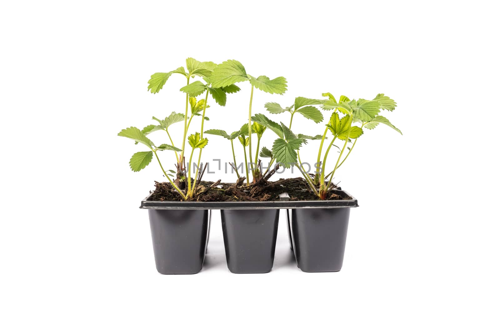 young strawberry plants in pots on white background in studio