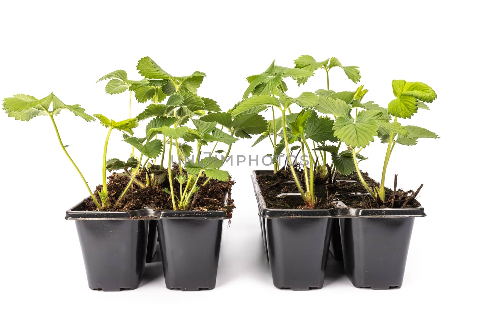 young strawberry plants in pots on white background by AtlanticEUROSTOXX