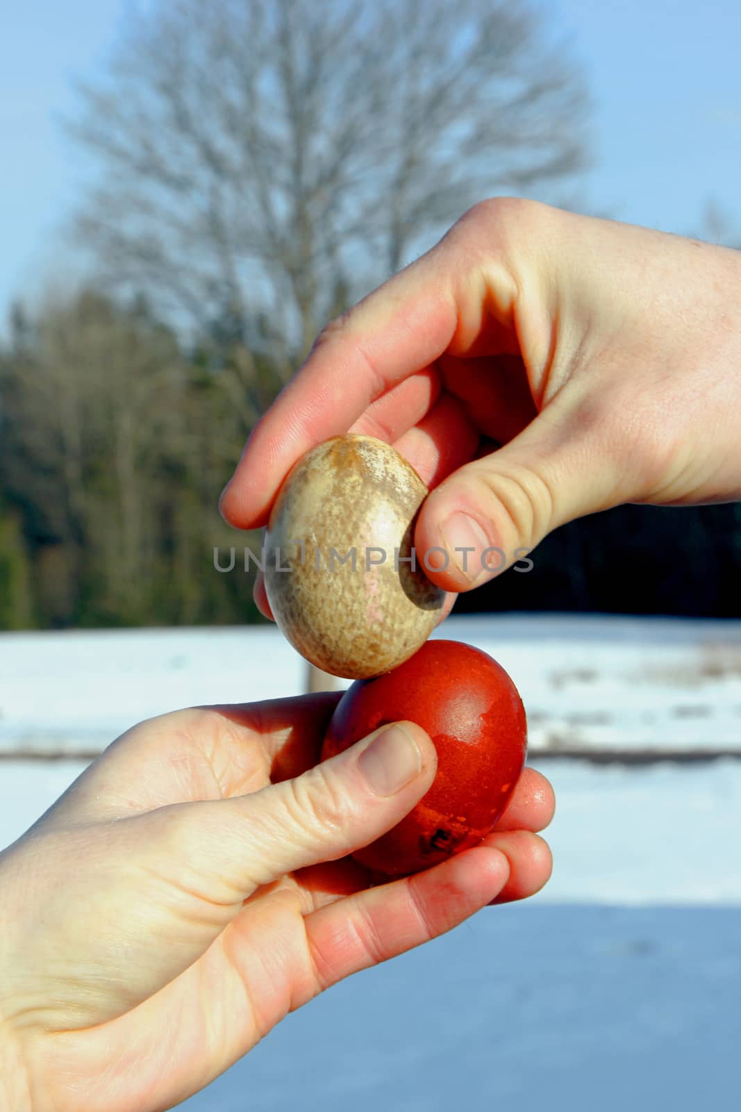 Two hands hold easter eggs and try to break each other's egg. Natural tree and blue sky on background by aijaphoto
