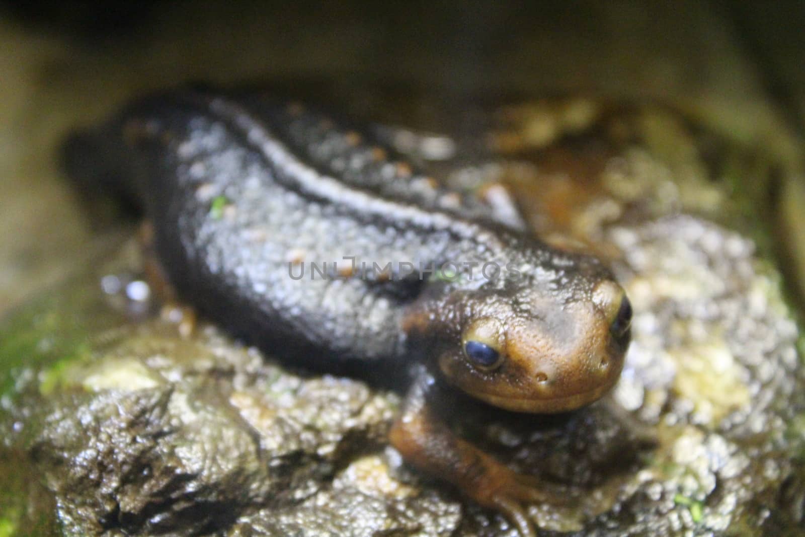 A small newt sits in a terrarium. Nature