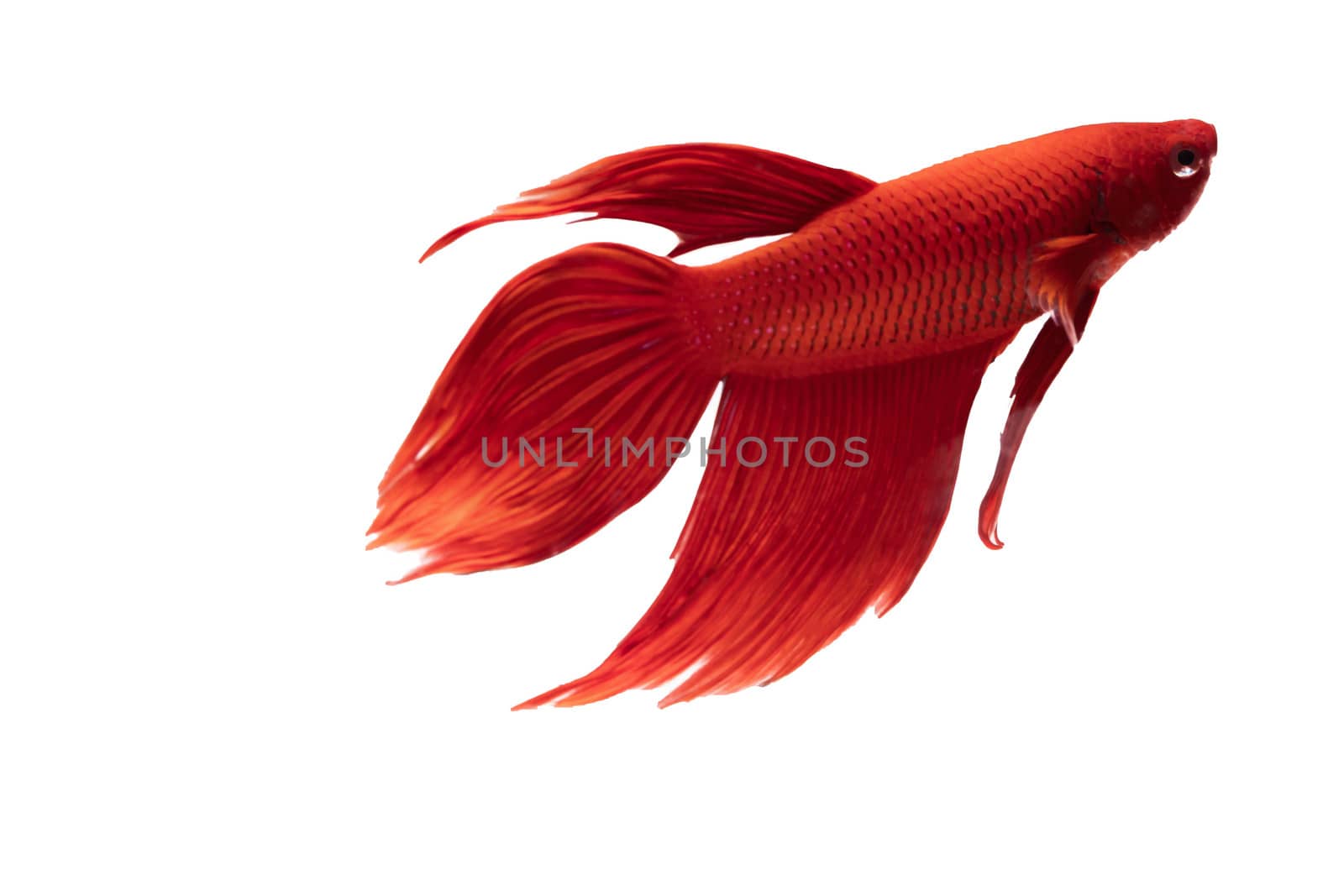 Moving moment of red Vailtail Siamese fighting fish or Betta splendens isolated on White background