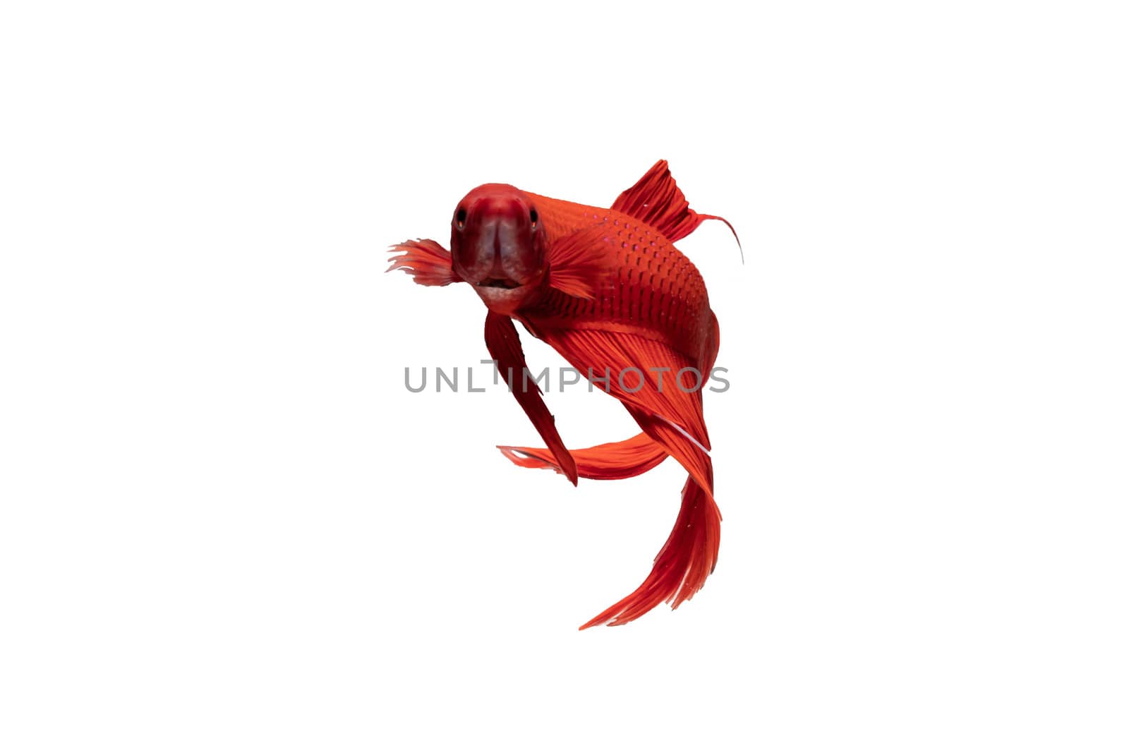 Moving moment of red Vailtail Siamese fighting fish or Betta splendens isolated on White background