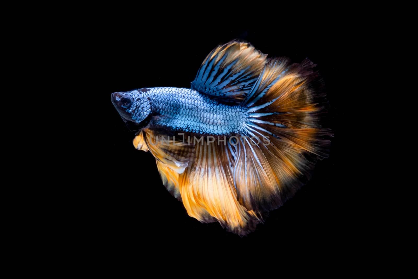 The Moving Moment of Blue Grey Gold Metallic Half Moon Betta Splendens or Siamese Fighting Fish on Black Background