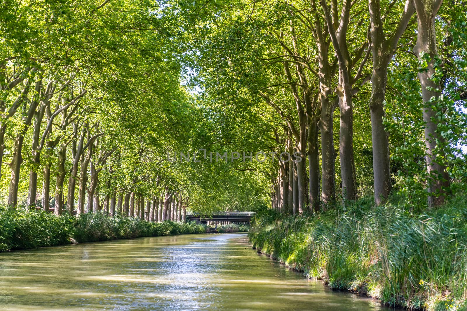 Summer look on Canal du Midi canal in Toulouse, southern Franc by rayints