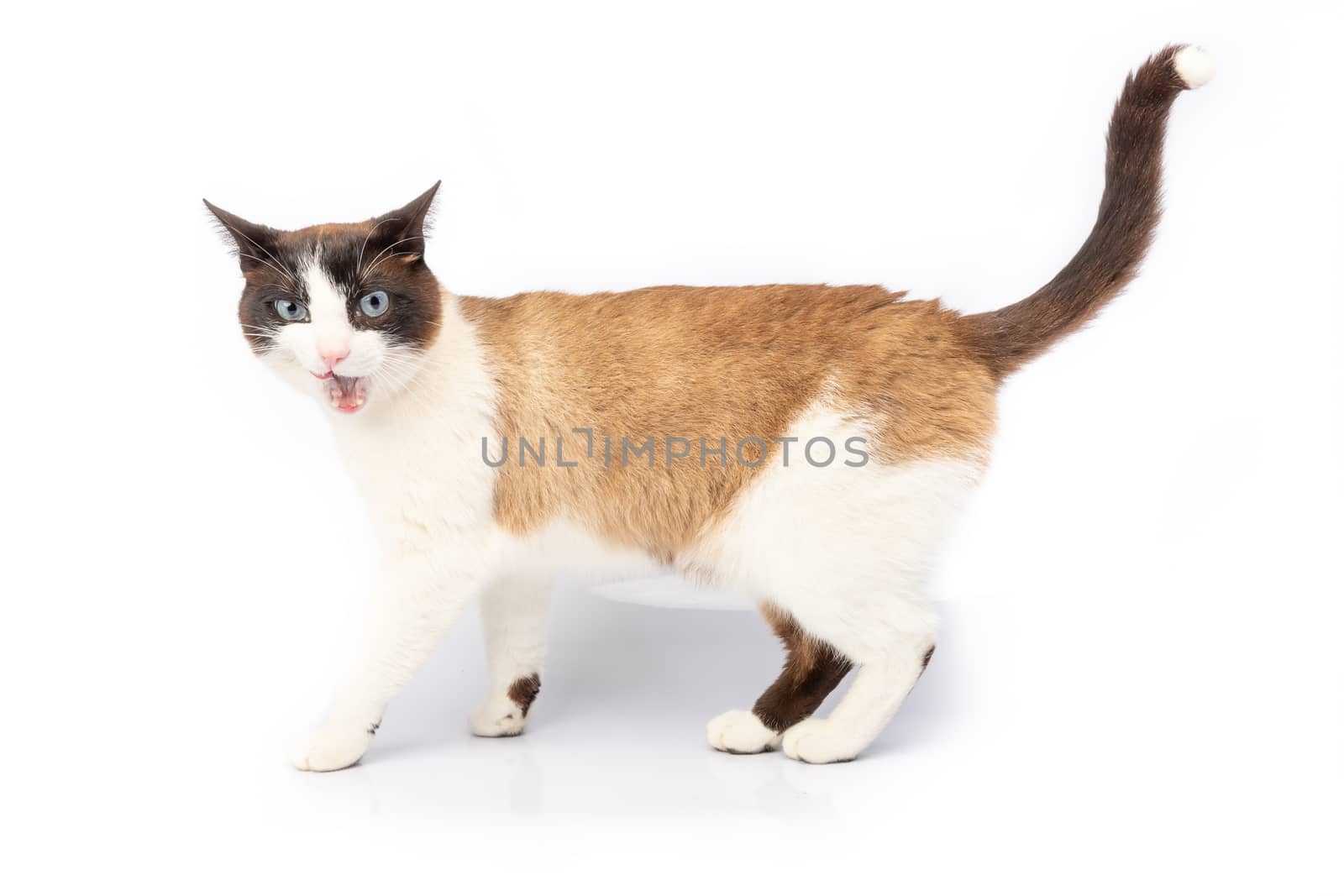 Siamese and ragdoll cross cat making a face on white background in studio