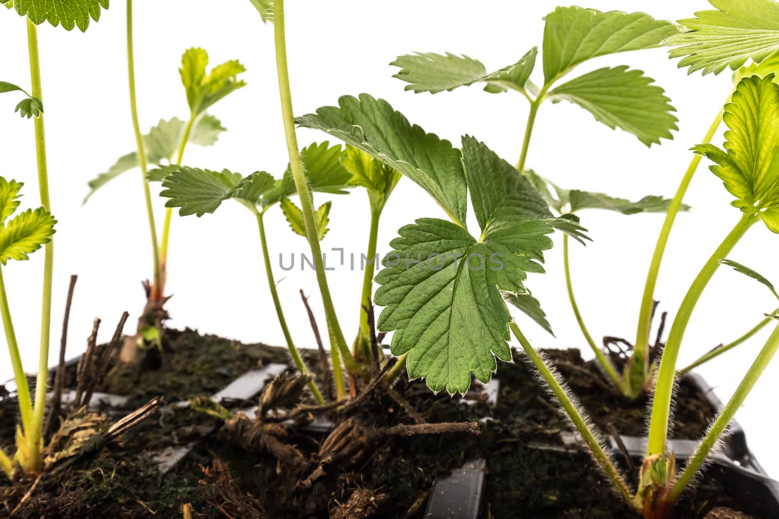 young strawberry plants in pots on white background by AtlanticEUROSTOXX