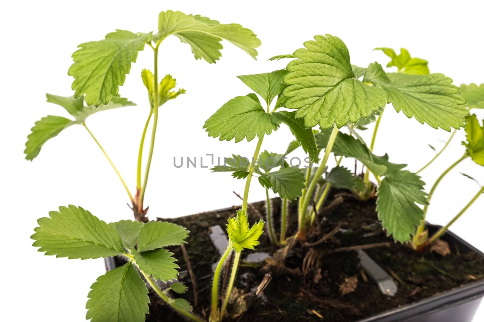 young strawberry plants in pots on white background by AtlanticEUROSTOXX