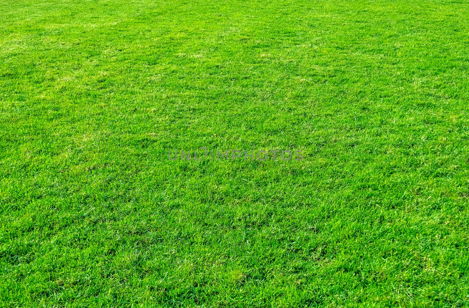 Background of green grass field. Green grass pattern and texture. Green lawn background.