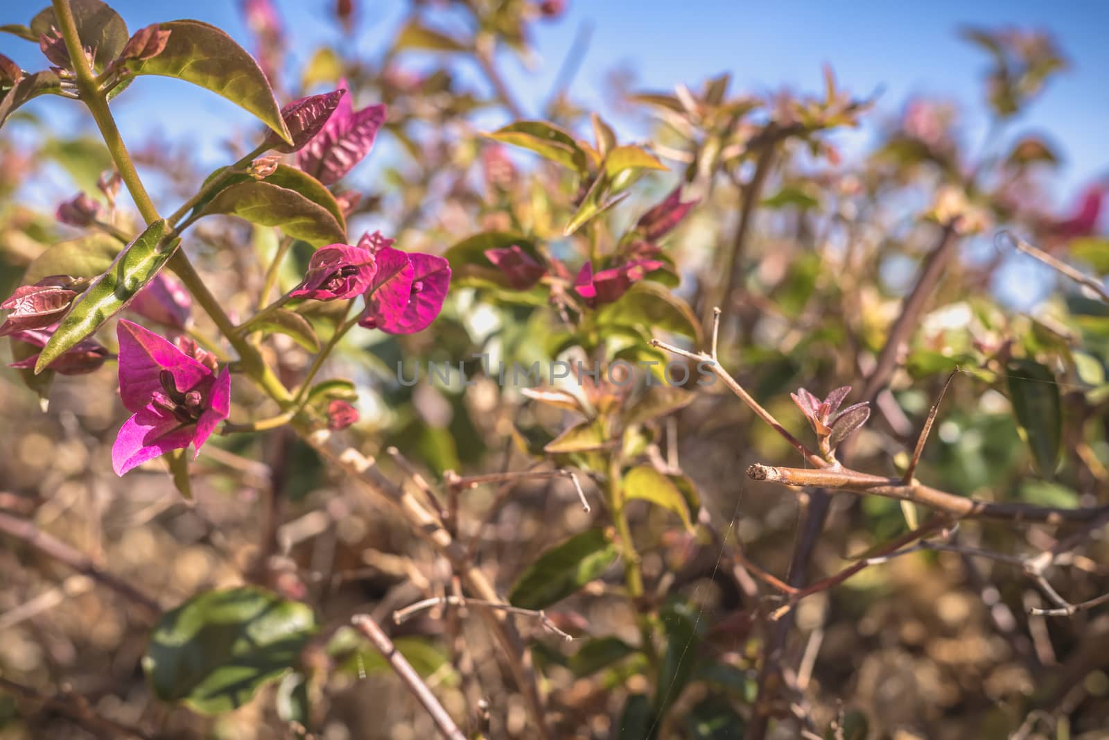 bougainvillea flower on a sunny winter day in Portugal